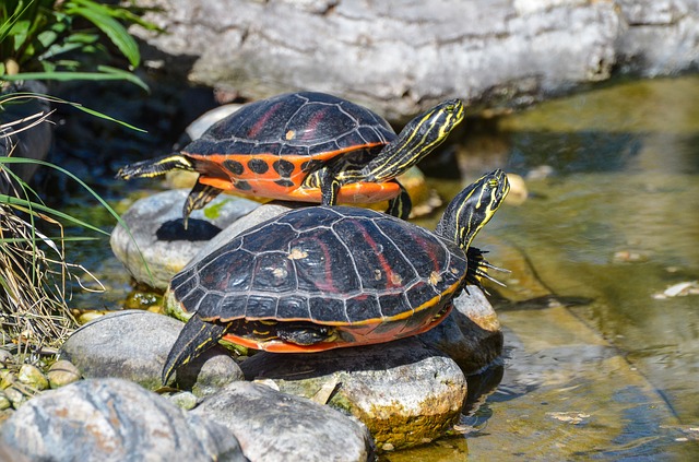 Ocho tortugas matamata fueron incautadas en Suba
