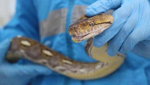 Hallan nuevo caso de serpiente exótica enviada por correo