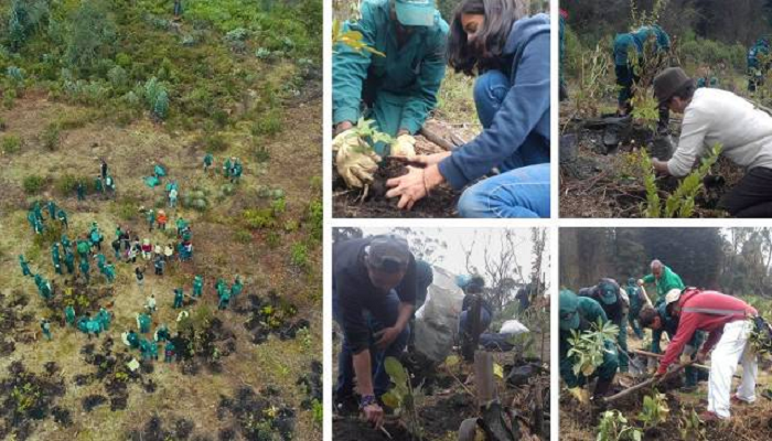 Alcaldía de Bogotá sigue recuperando áreas afectadas por incendios forestales