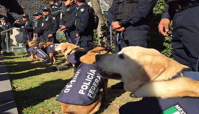 Más de 20 perritos jubilados de la policía, están listos para ser adoptados