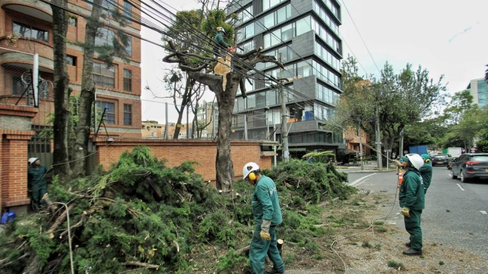 La Personería de Bogotá realizará mañana jueves, 24 de enero de 2019, a las 2:30 de la tarde, una mesa de trabajo para atender las quejas sobre la presunta tala indiscriminada de árboles en diferentes sectores de la ciudad. A la mesa asistirán las autoridades distritales responsables de ordenar y autorizar las talas, así como de realizar la reforestación de sus proyectos. A su vez, estas mismas autoridades tienen la competencia de vigilar la plantación de nueva vegetación por parte de los particulares, a quienes se les ha otorgado permiso para retirar árboles de sus predios. De otra parte, estarán los ciudadanos que se han quejado por esas talas, que consideran indiscriminadas y piden detenerlas. Los lugares de tala reportados por la comunidad recientemente son: Parque Japón, Carrera Séptima, Parque del Virrey, Humedal y Canal Córdoba, Aeropuerto El Dorado, entre otros.