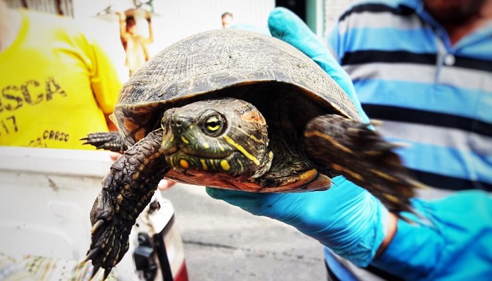 Recuperados 69 animales silvestres que iban a ser traficados en Bogotá