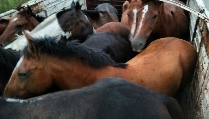Policía recupera 24 caballos que iban a ser sacrificados en matadero de Bogotá