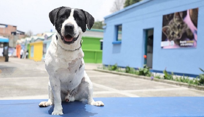 En el Día Internacional del Perro Callejero, estos son los programas de Bogotá para cuidarlos