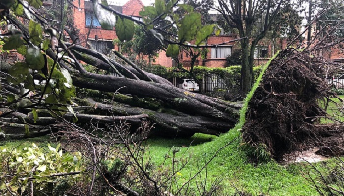 Aprenda a identificar si un árbol está en riesgo de caer