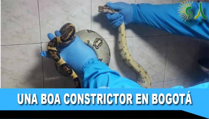 Recuperada boa constrictor en el occidente de la capital