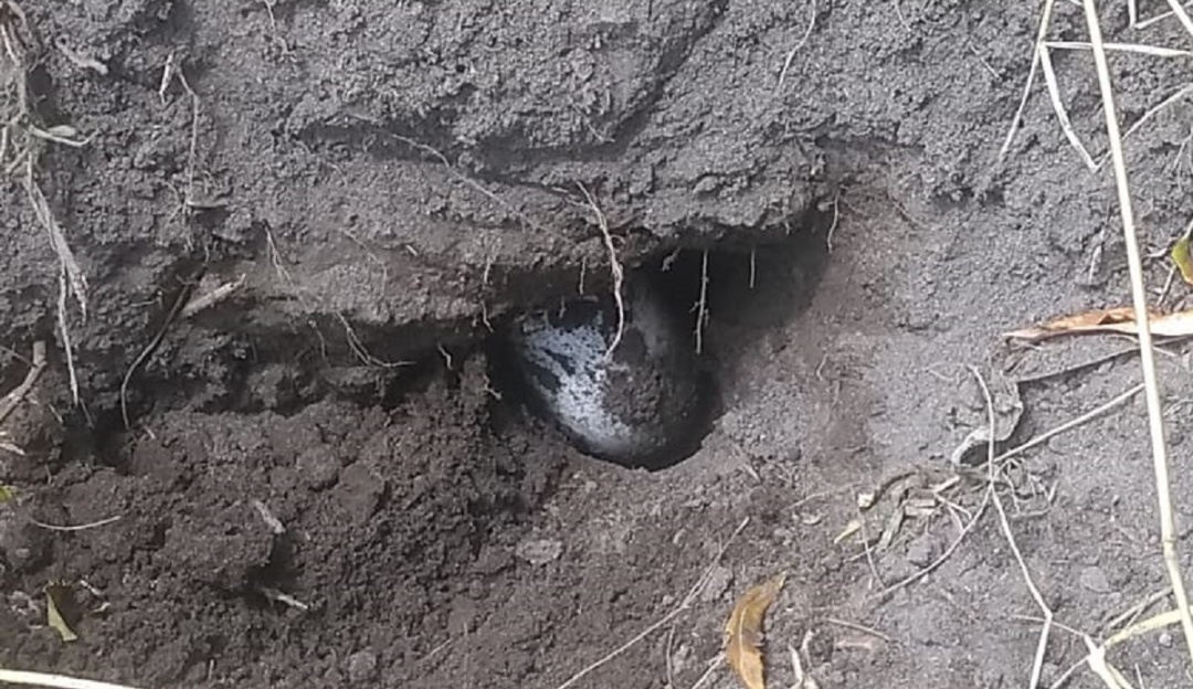 Hallan huevos de un caimán aguja en el río Bogotá