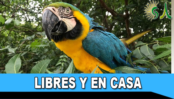 Libertad: más de 200 animales silvestres regresaron a su hábitat en el caribe colombiano