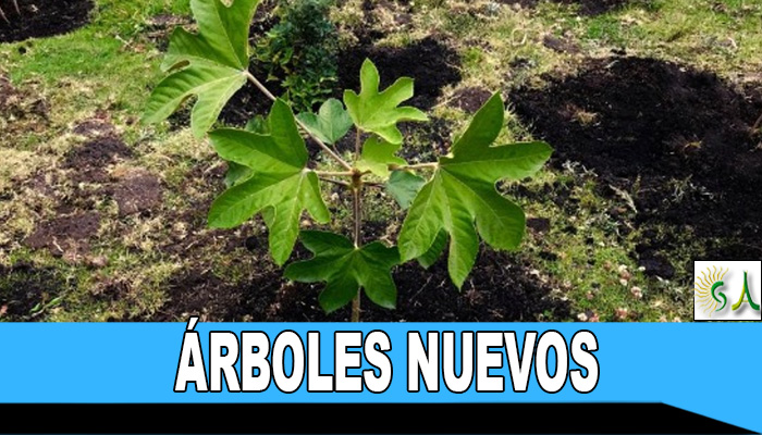 581 árboles nuevos para la localidad de Usaquén