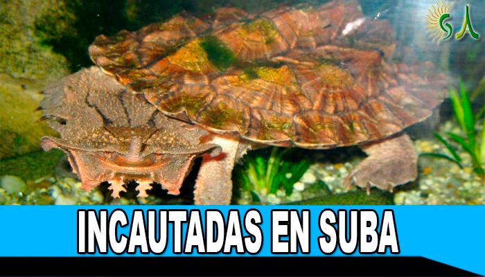 Ocho tortugas matamata fueron incautadas en Suba