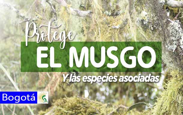 Distrito inicia campaña para proteger musgo