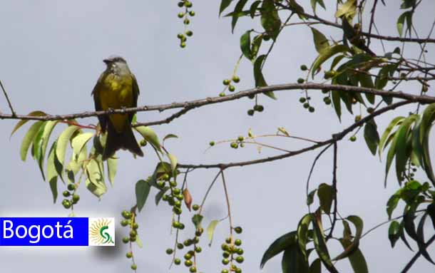 Las aves que más visitan los árboles de Bogotá