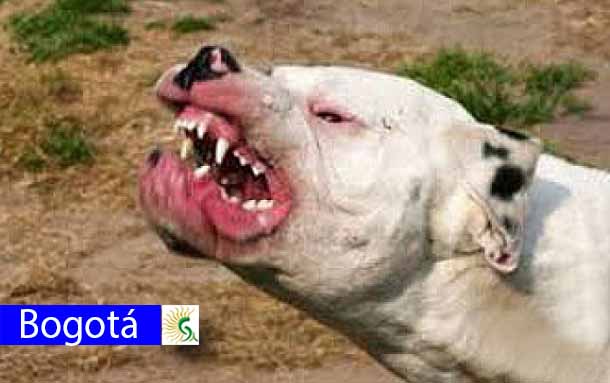 Perro de raza pitbull atacó a vecino del barrio Lisboa en Suba
