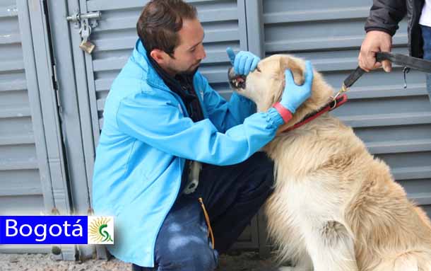 En malas condiciones de salud se encontraban los perros de la empresa de vigilancia que prestaba servicios en Transmilenio