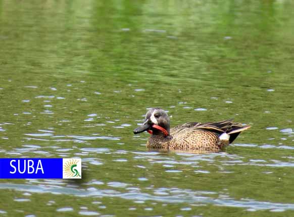 Pato Canadiense fue víctima de contaminación en el humedal Córdoba