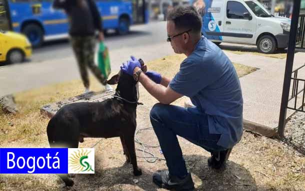 Este es el estado de salud de Luker, el perro lanzado desde puente vehícular