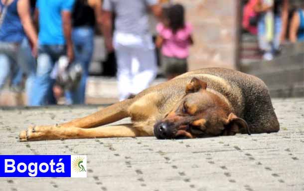 ¿Cómo ayudar a los animales en condición de calle durante la cuarentena?