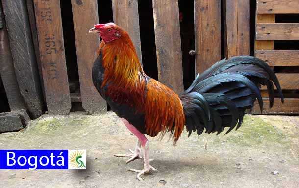 Radicado proyecto de acuerdo en el Concejo de Bogotá para prohibir la crianza de gallos y su uso para peleas