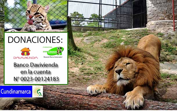 Campaña de apadrinamiento para alimentar a los animales durante cuarentena, lanzó el zoológico Santacruz