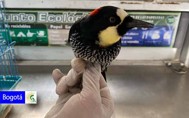 Un pájaro carpintero y cinco animales más fueron recuperados en las últimas horas en Bogotá