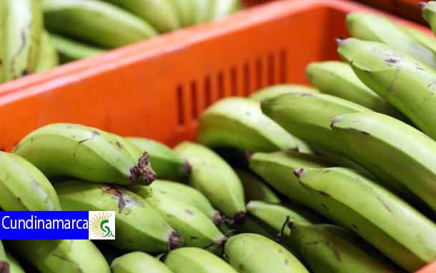 Apoyo para transportes de productos perecederos agrícolas y pecuarios para la comercialización en Cundinamarca