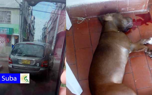 Otro conductor en fuga en Bilbao, esta vez la víctima es una mascota