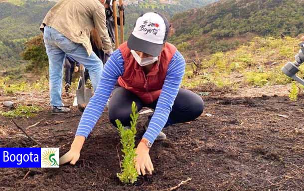 Con siembra de árboles inició la restauración ambiental del parque Entrenubes