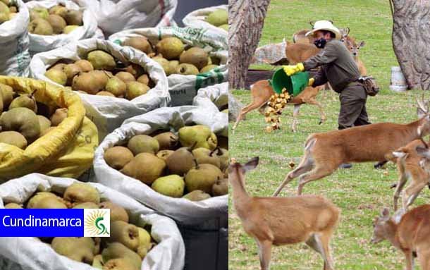 Gracias al trueque, animales del zoológico Jaime Duque, en Tocancipá y del santuario de osos, en Guasca, cuentan con alimentos una semana más