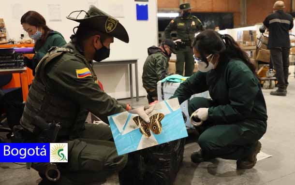 Incautadas más de 560 especies silvestres que eran movilizadas en la modalidad de encomienda en Bogotá