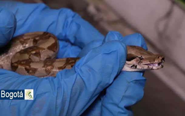 Recuperan una boa en el occidente de Bogotá