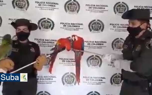 Aves fueron rescatadas en Suba, por la Policía Nacional de Colombia