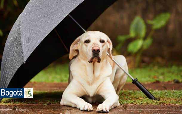 Cuida a tu mascota, llegan las lluvias a Bogotá