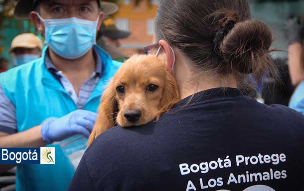 Ayude animales de calle a recibir atención medica oportuna