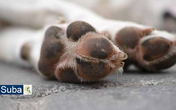Perro murió en medio de pelea de dos recicladores en Suba