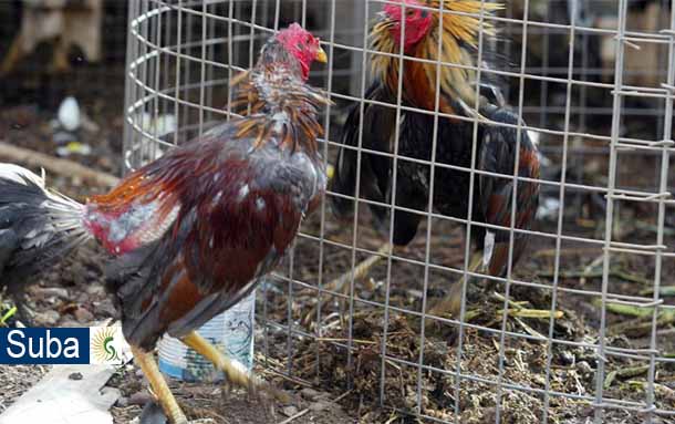 Comunidad del barrio la Cañiza en Suba están desesperados con el ruido que genera un criadero de gallos de pelea
