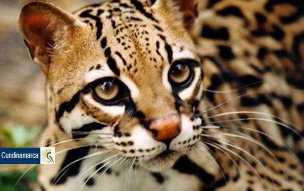 CAR, dan cuenta de un hombre que exhibe el cuerpo de un ocelote e investigan lo sucedido