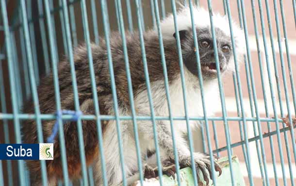 Incautados tres animales silvestres en malas condiciones en la localidad de Suba