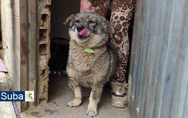 Instituto Distrital de Protección y Bienestar Animal estuvo en Suba dando atención médica