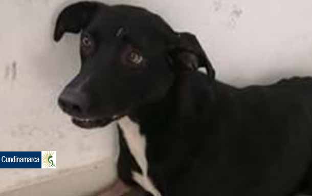 Judicializan a un sujeto que, presuntamente, hirió a un perro en Purificación Tolima