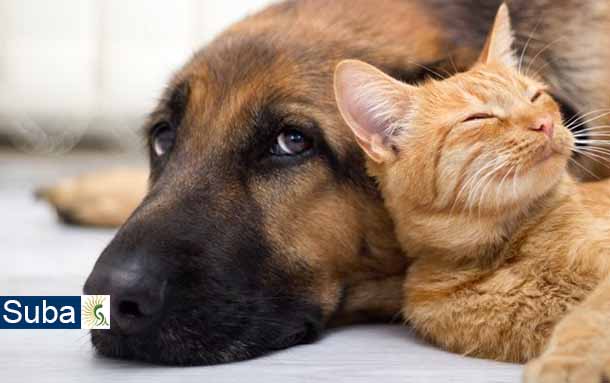 El día de hoy 6 de noviembre será la sanción del Acuerdo Local que garantiza la protección y bienestar de los animales