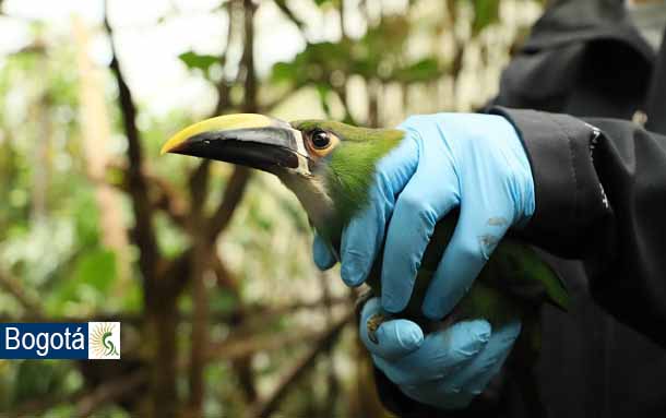 Seis animales silvestres víctimas de tráfico, reubicados en Cota por parte de la Secretaría de Ambiente