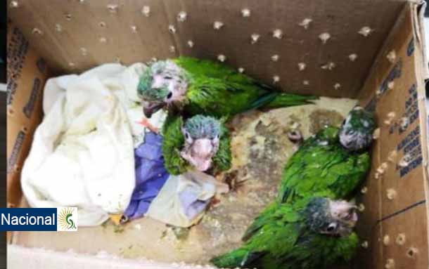 Secretaría de Ambiente apoyó investigación para captura de personas que traficaban fauna silvestre a través de redes sociales