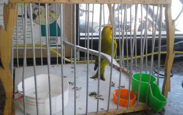 Concejo de Bogotá aprueba proyecto de acuerdo que prohíbe la comercialización de animales vivos en las plazas de mercado