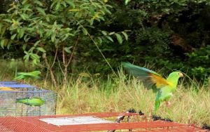 Más de 3.600 animales silvestres fueron recuperados el último año en Bogotá