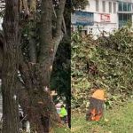 Desde el concejo piden suspender las talas de árboles