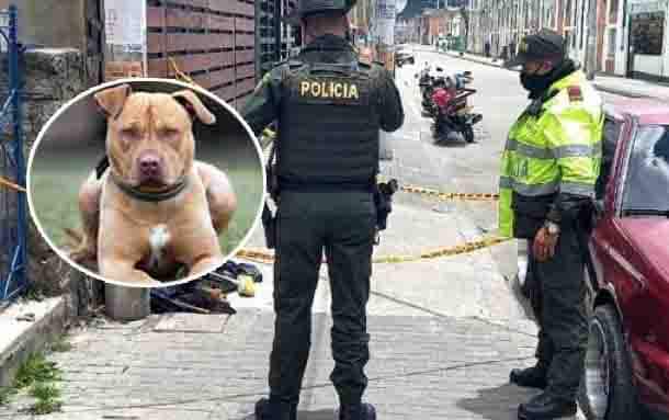 Amarraron, empalaron y apuñalaron a un perro Pitbull en el norte de Bogotá