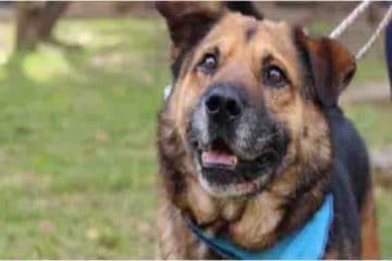 Usaquén promueve el bienestar animal con jornada gratuita de esterilización