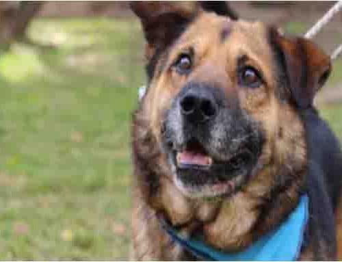 Usaquén promueve el bienestar animal con jornada gratuita de esterilización