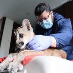 Autoridades incautan en precarias condiciones un puma en el norte de Bogotá