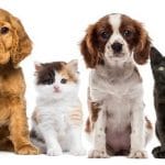 Del 16 al 21 de noviembre: jornada de adopción de perros de razas especiales